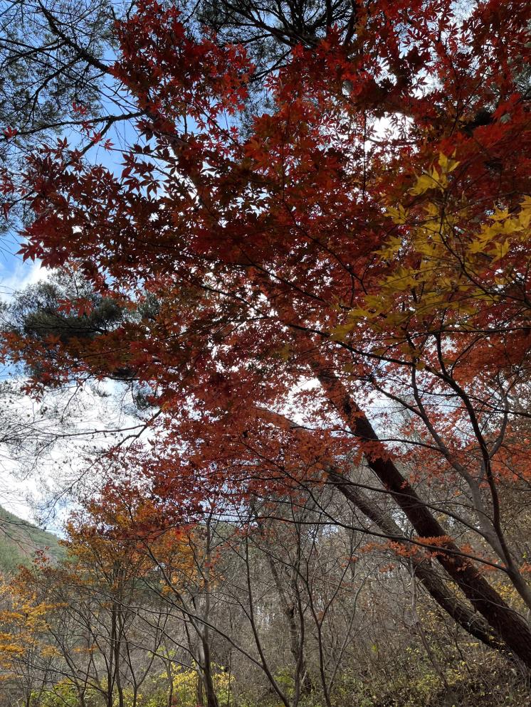 오도산 치유의 숲