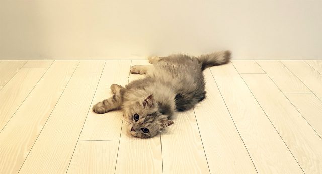 묘연 - 에스콰이어