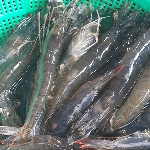 약암양식장