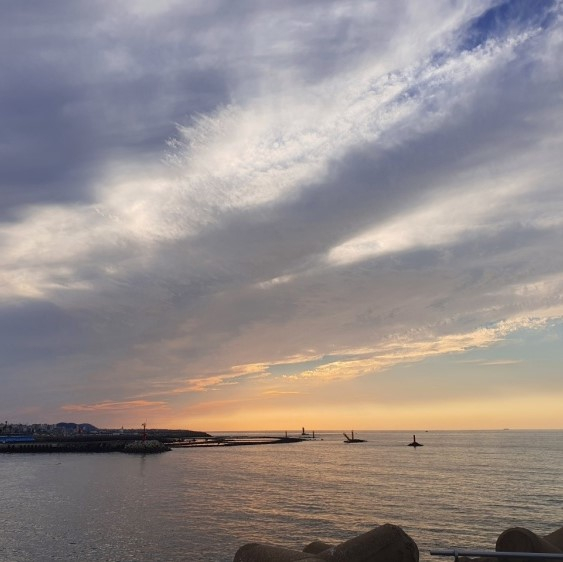 제주, 귤품은흑돼지