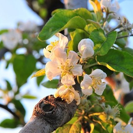 @happlescider