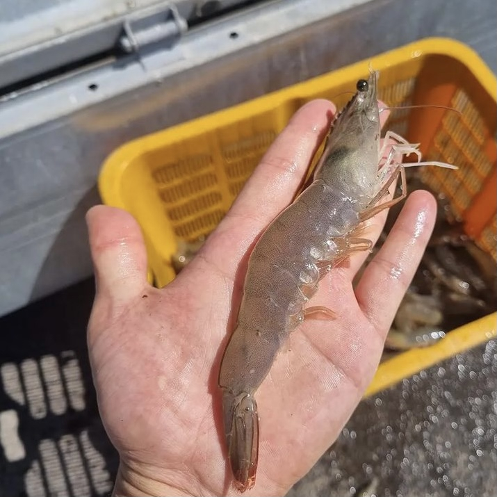 @janggot_shrimp