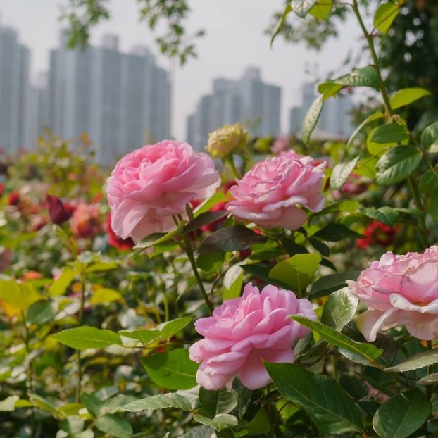 @seoulrosefestival