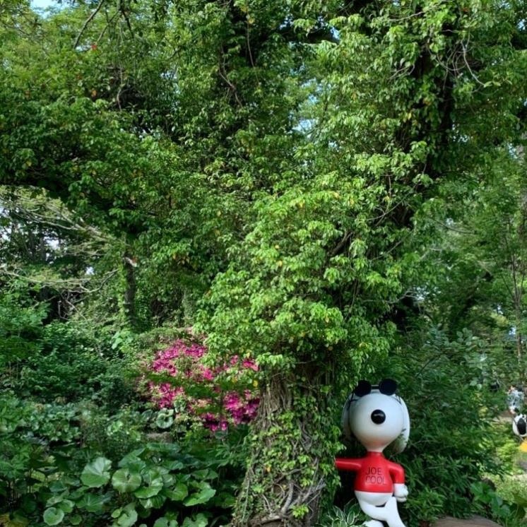 @snoopygardenkorea
