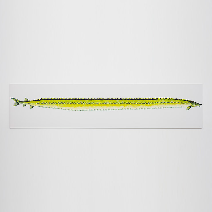 ‘Stretch Sturgeon’, 2019, 152.7x670.6x2.9cm