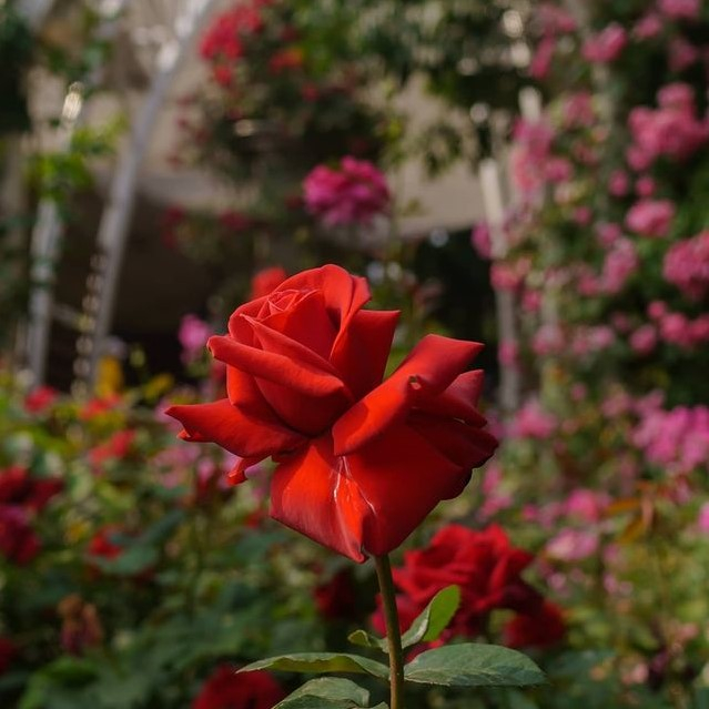 @seoulrosefestival