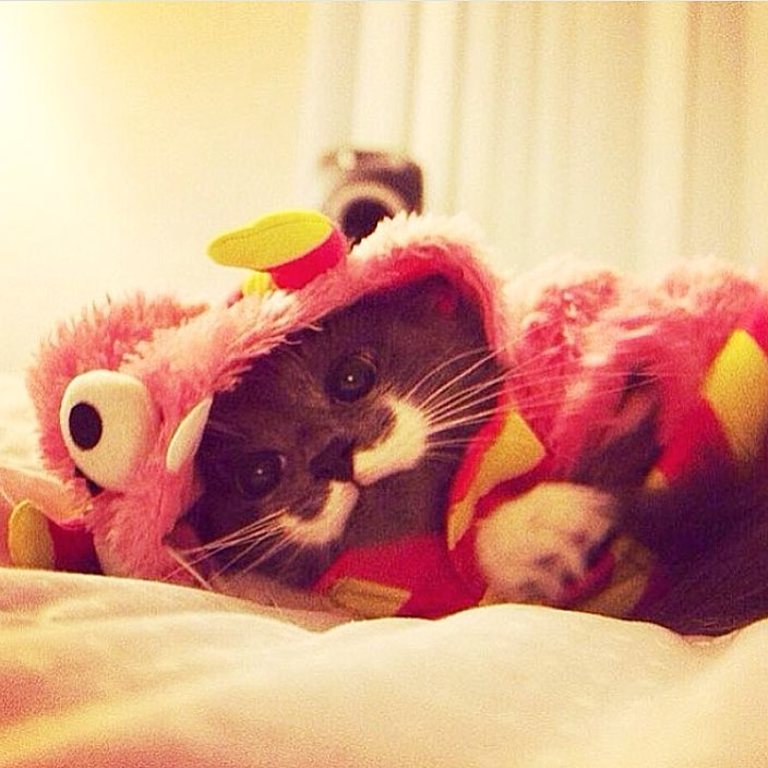 해밀턴 (@hamilton_the_hipster_cat)