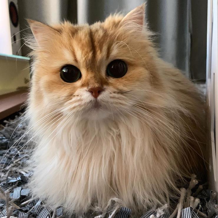 스무디 (@smoothiethecat)