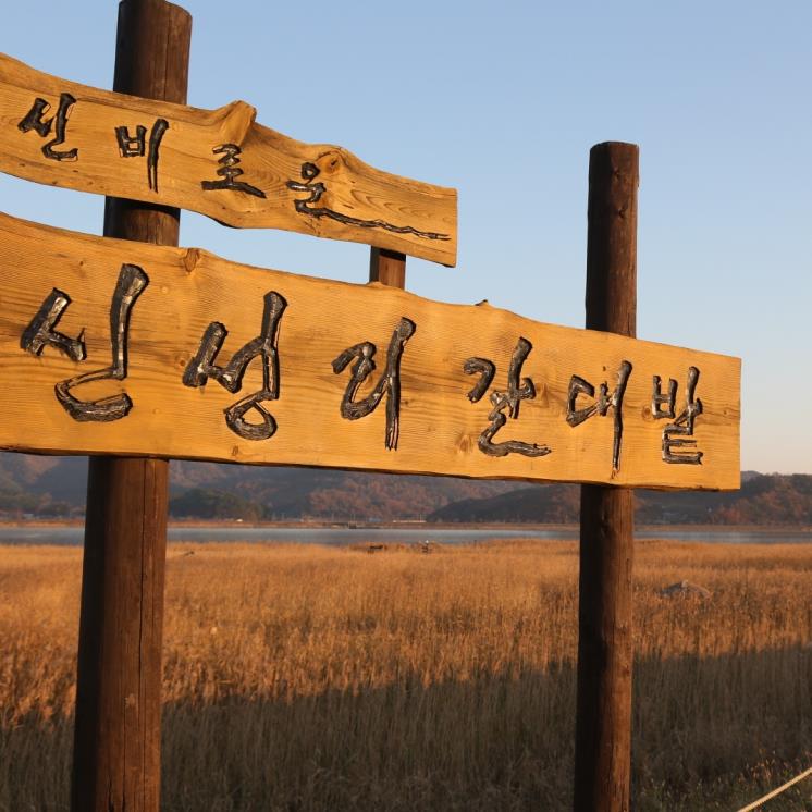 신성리 갈대밭