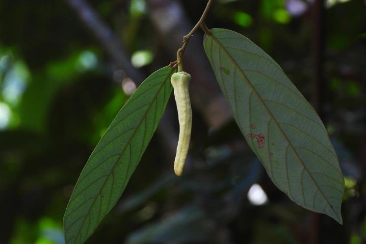 ″Bunga Lalisa″ / Courtesy of Biodiversity CHM Thailand
