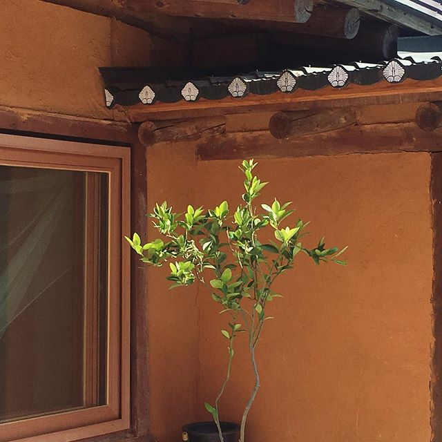 @anukhanok