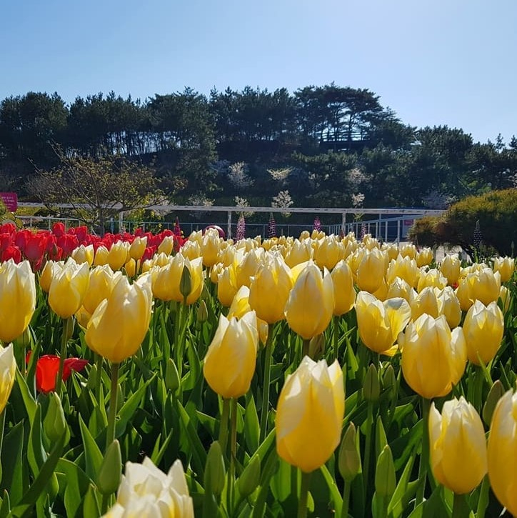 @koreaflowerpark