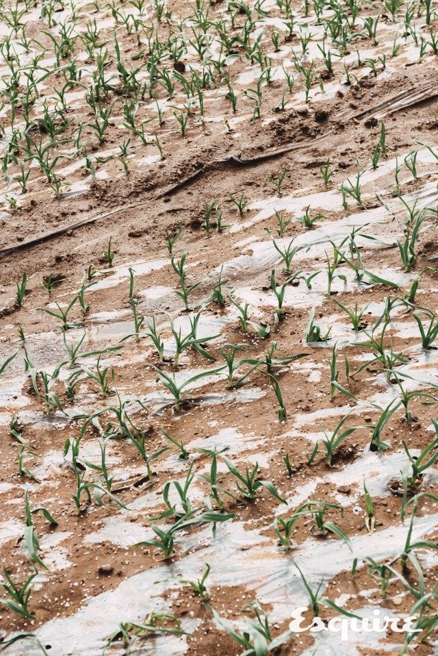 김은정 선수의 고향인 분토2리 초입에 있는 마늘밭. 분토2리에는 상업 시설이 전혀 없다.