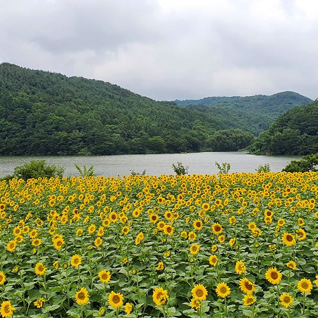 @basilla.gyeongju