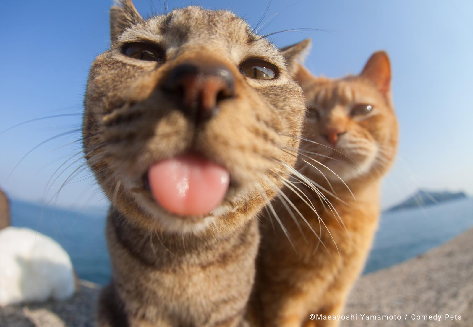 @comedypetphoto_awards