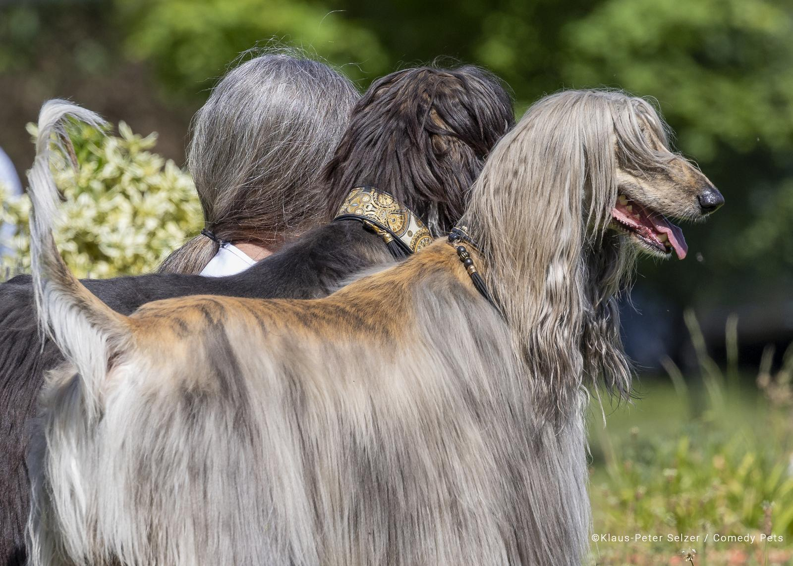 @comedypetphoto_awards