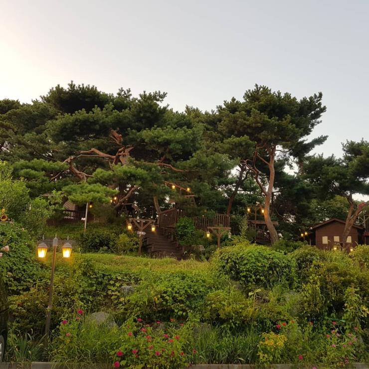 로빈의 숲