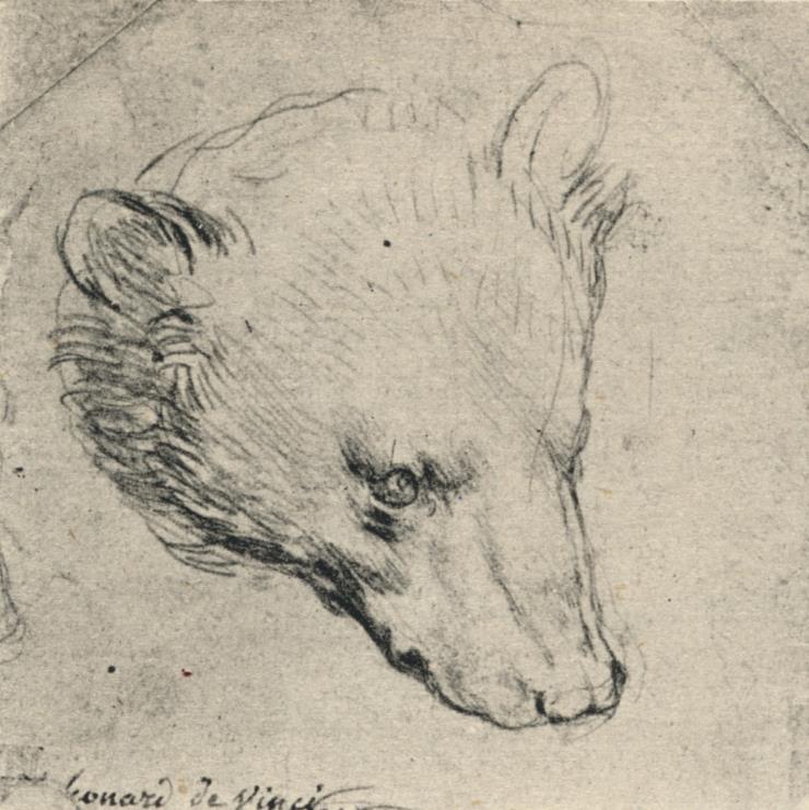 레오나르도 다빈치 <곰의 머리(Head of a Bear)>