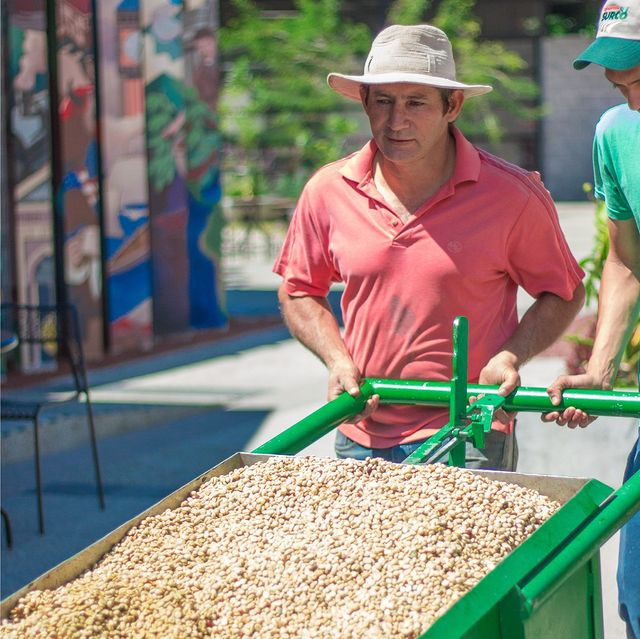 Costa Rican Coffee Farm Costa Rica @haciendaalsacia