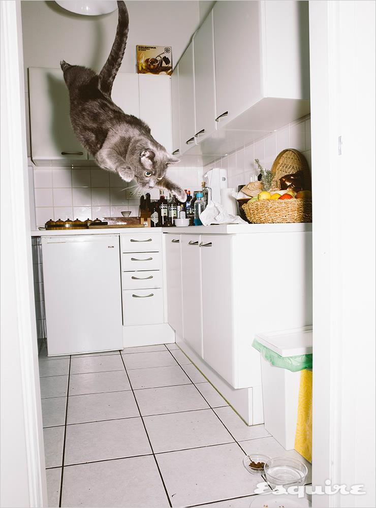 Jumping Cats(2017)