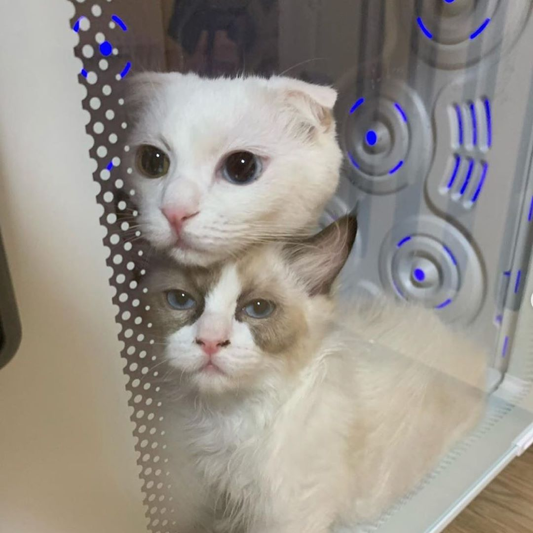 @vuumpet 붐펫 드라이룸 쿠쿠전자.