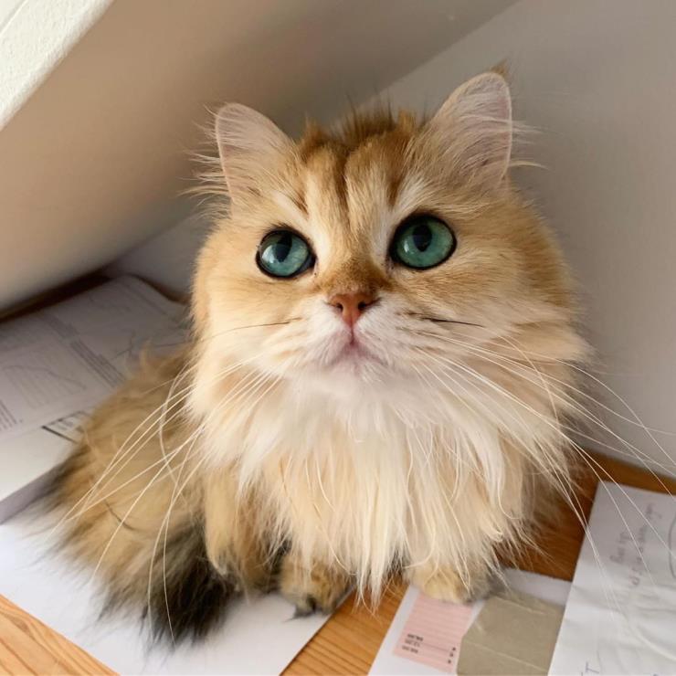 스무디 (@smoothiethecat)