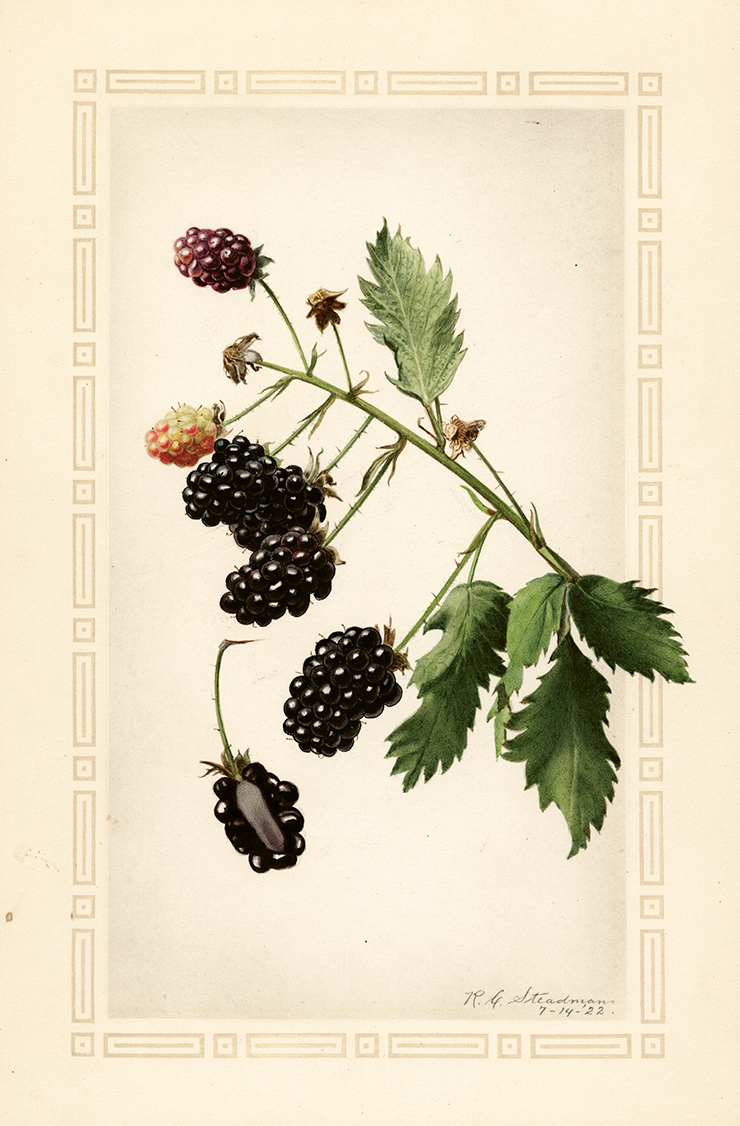 Blackberry, Mersereau R. C. Steadman, 1922.