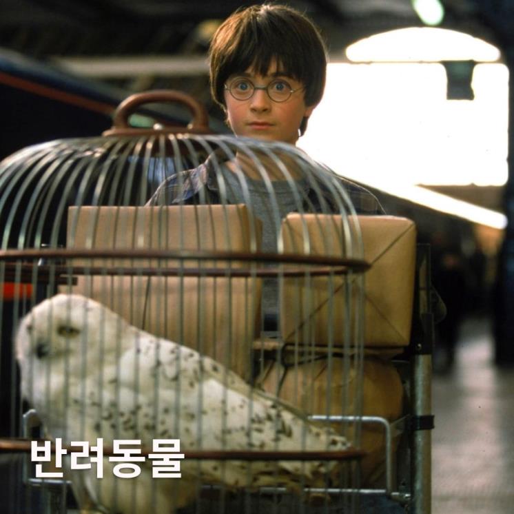 해리포터 스틸컷