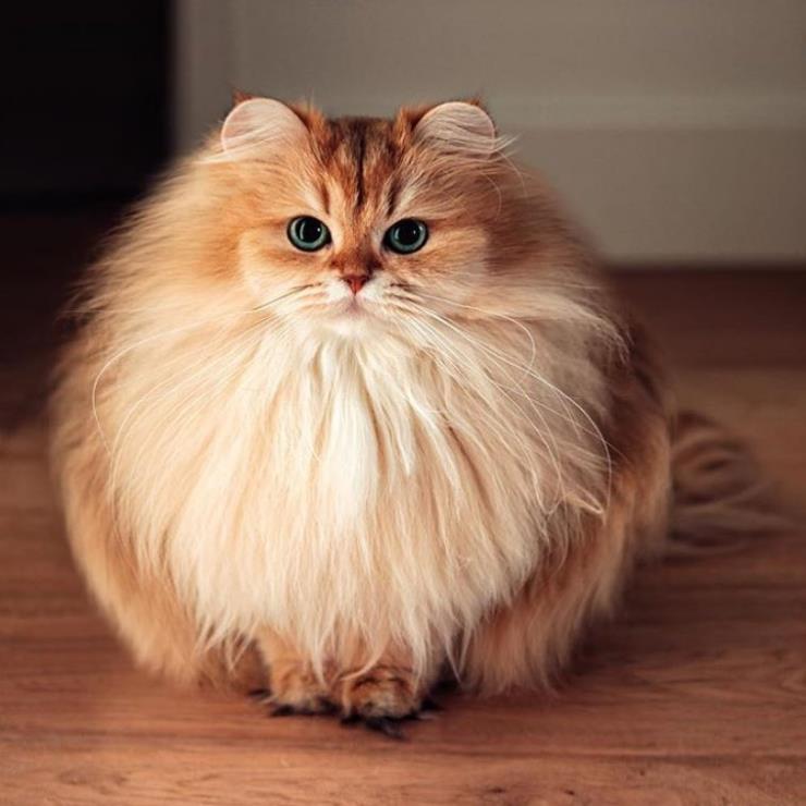 스무디 (@smoothiethecat)