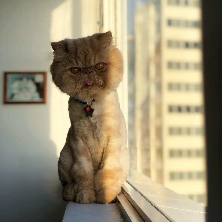 윈스톤 (@winstonsmushface)