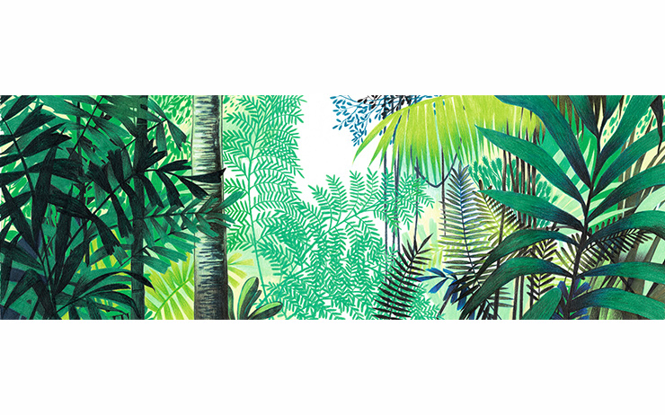 The Daintree Rainforest.
