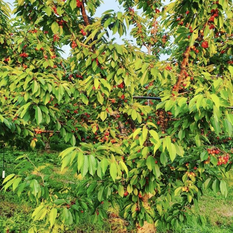 @cherry_starfarm