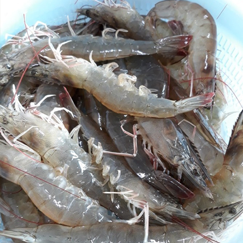 @janggot_shrimp