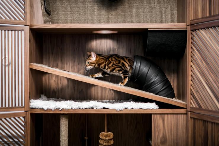 Cat Flat