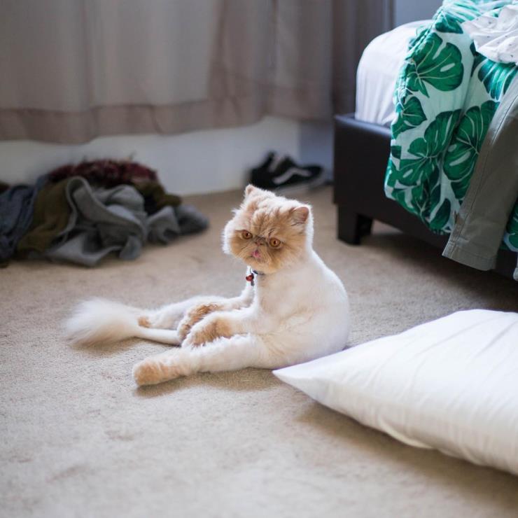 윈스톤 (@winstonsmushface)