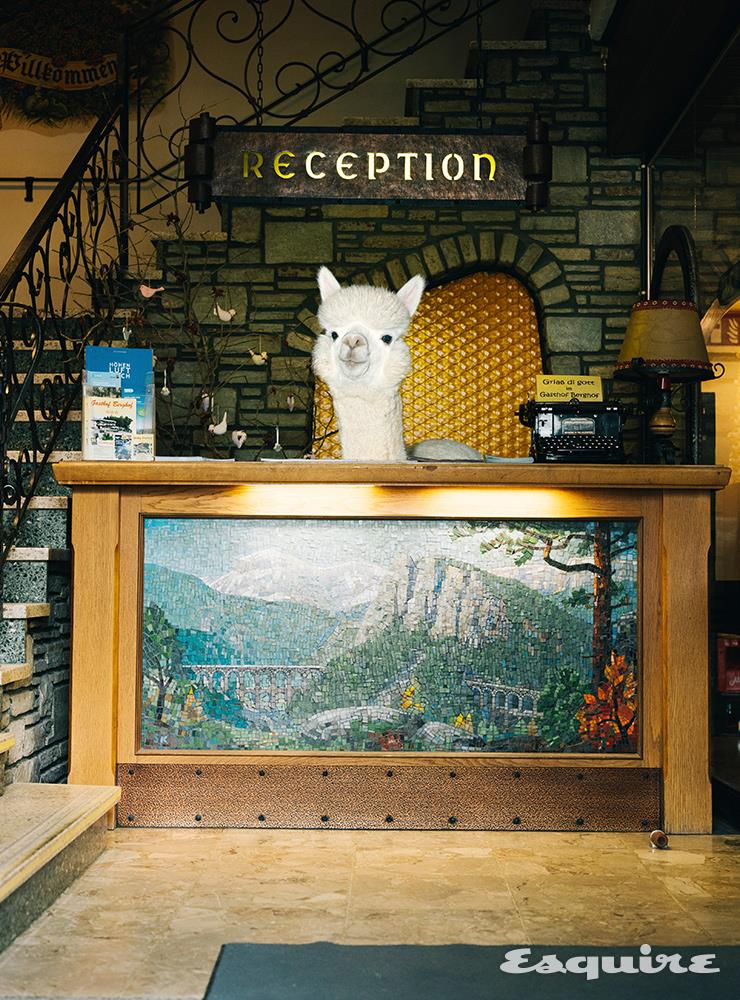Better Living with Alpacas(2019)