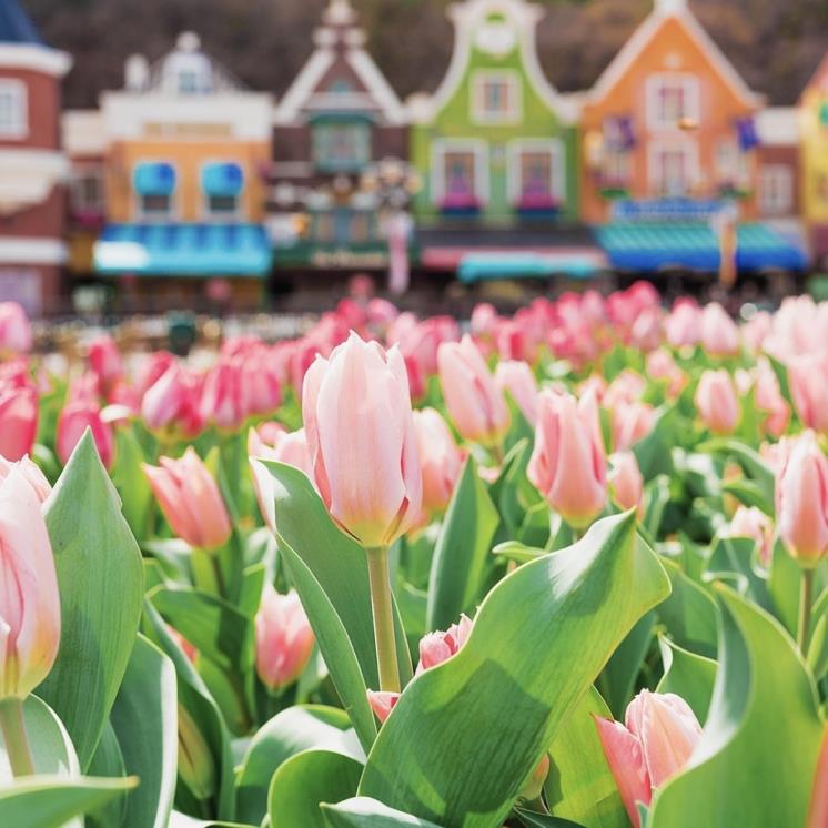 @witheverland