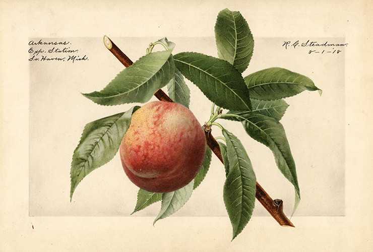 Peach, Arkansas R. C. Steadman, 1918.