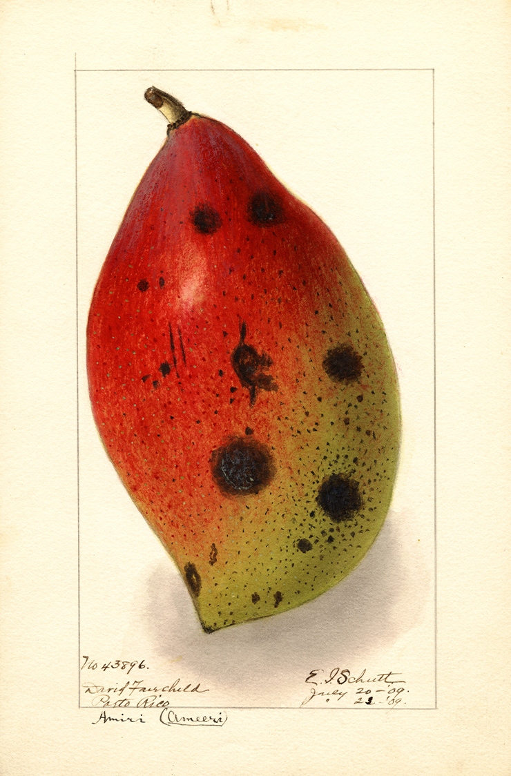 Mango, Ameeri, Amiri E. I. Schutt, 1909.