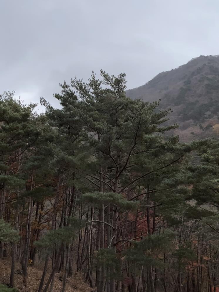 오도산 치유의 숲