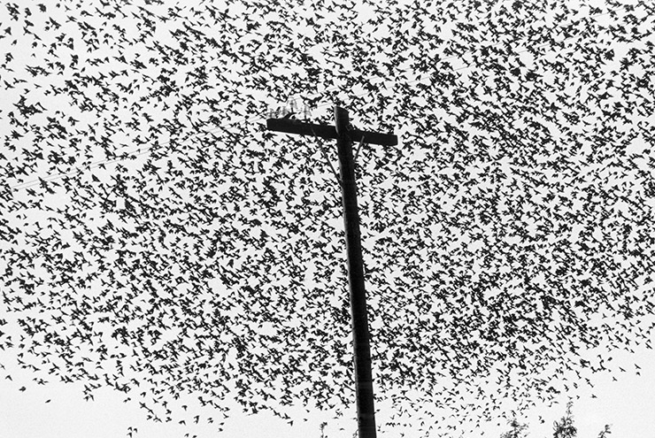 Pajaros en el poste de luz, Carretera a Guanajuato, Mexico, 1990, Tirage gelatino-argentique Silver gelantine print ⓒ Graciela Iturbide