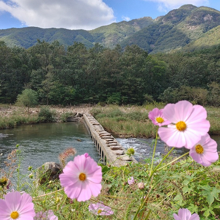 반야사