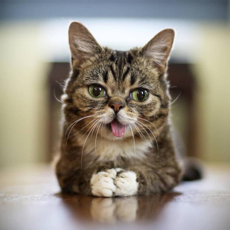 릴법 (@iamlilbub)