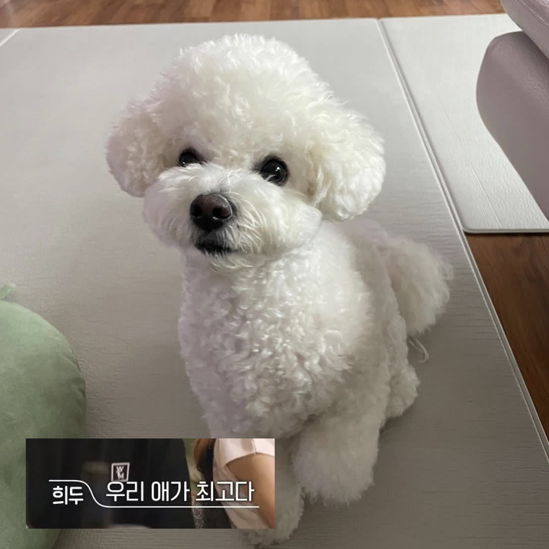 @bichon__seol2