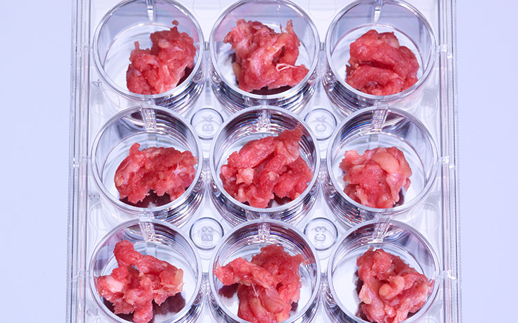 과연 '배양육'은 기후 위기 시대 인류를 구원할 열쇠일까? - 뉴스 썸네일 이미지